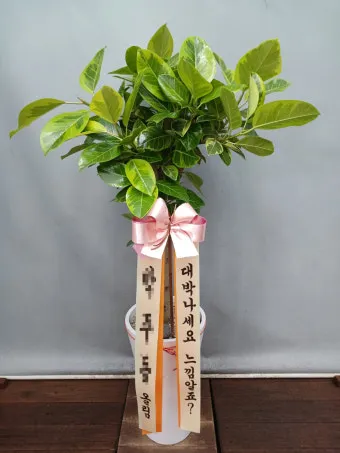 실내화분 이동 스트레스 줄이기 화분자리 변경 단계적적응 빛조절 요령_3