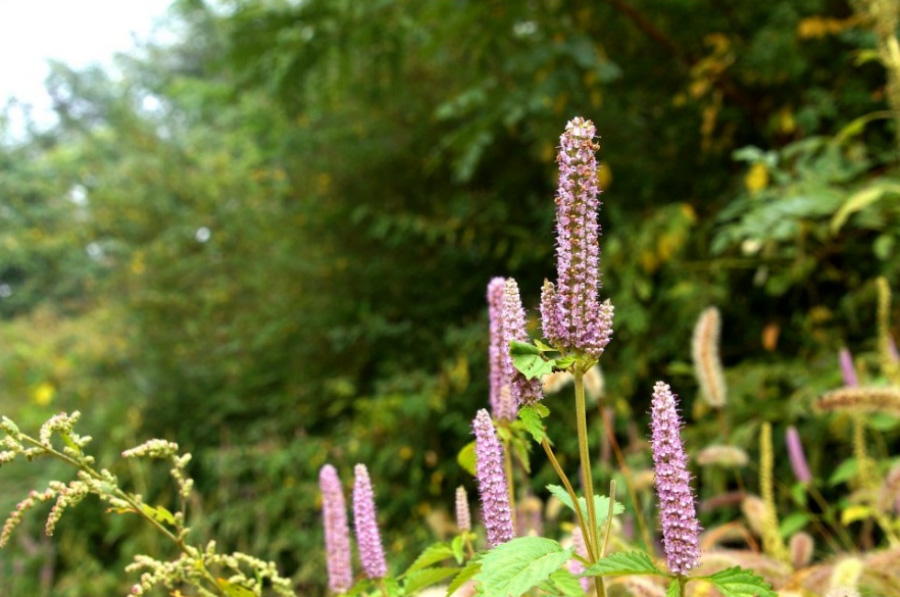 야생에서 자라고 있는 향유 풀의 꽃인 보라색 빛깔의 향유를 확대하여 찍은 사진