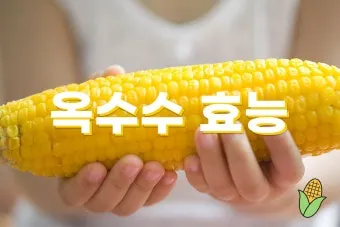 옥수수 효능과 옥수수 삶는 방법 전자렌지 초당옥수수 찰옥수수 차이 비교 자료_15