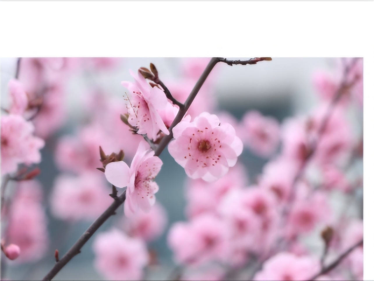 광양매화축제 주차장&amp;#44; 맛집&amp;#44; 입장료