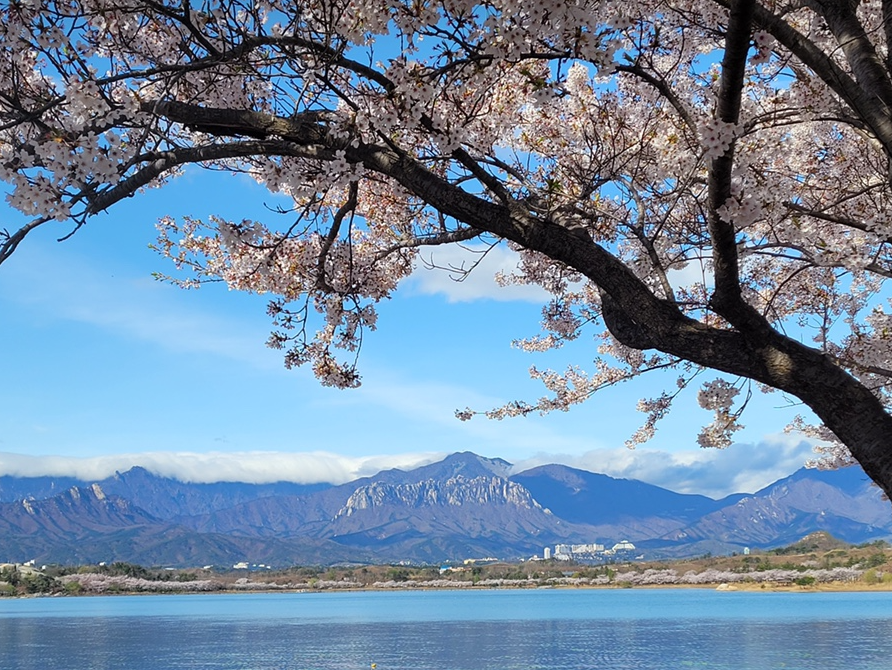 영랑호 벚꽃