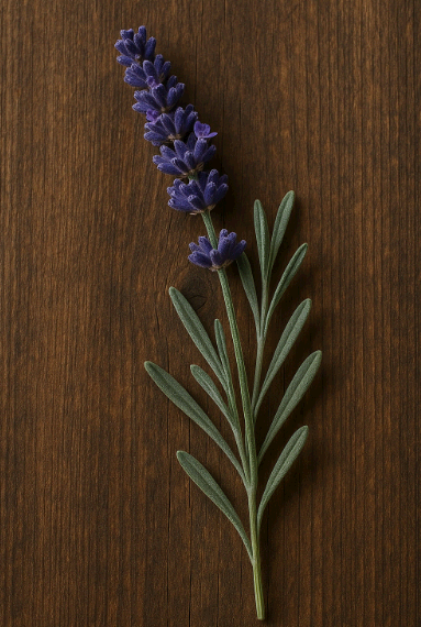 감정 안정에 좋은 약초 소개