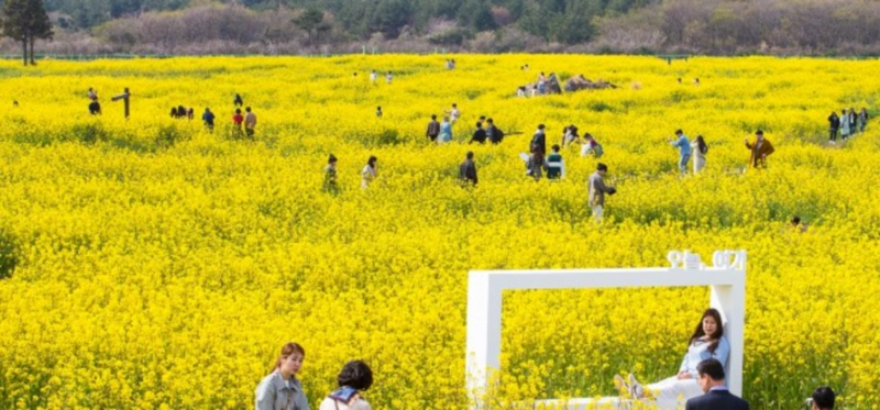 제주 유채꽃 축제