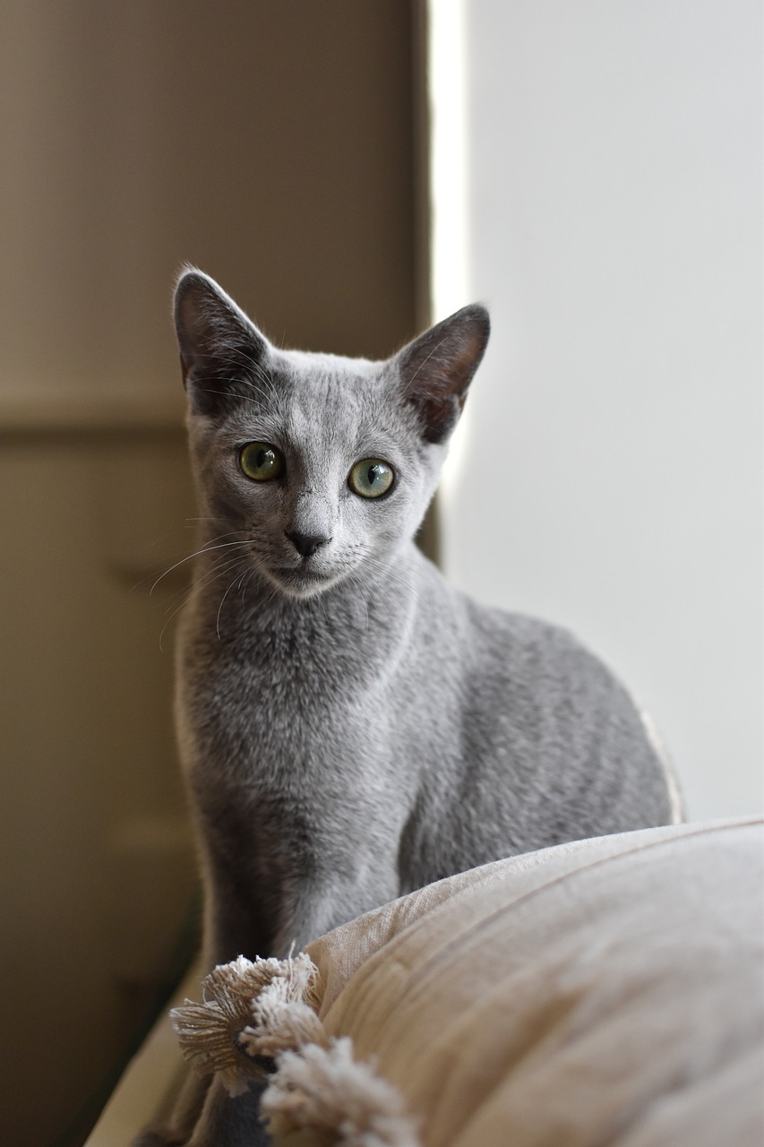 Russian Blue5