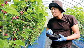 오디 재배 뽕나무 전정 수확 시기 저장 요령_2