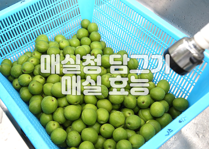 매실을 세척하고 있다