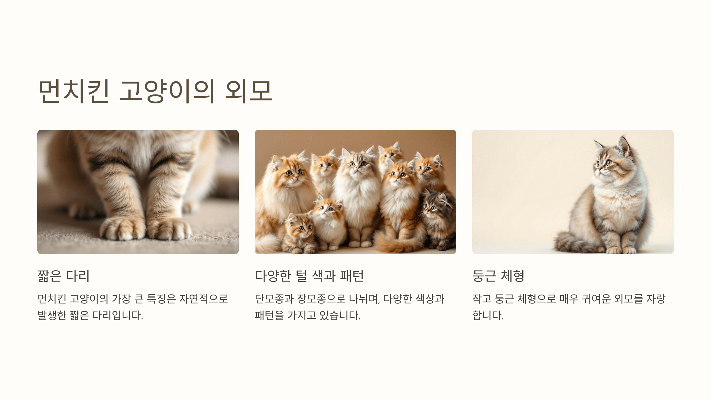 먼치킨 고양이 사진입니다.