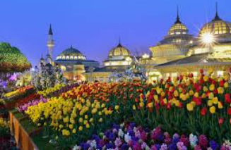 에버랜드 튤립축제 관련 이미지