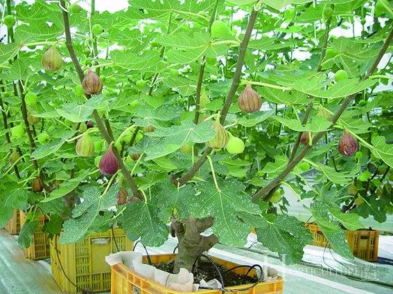 무화과 재배 가지 전정 하우스 보온 수확 연장_1