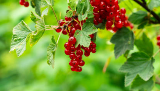 체리 효능 묘목 수확시기 체리나무 재배법 체리 가격 및 종류