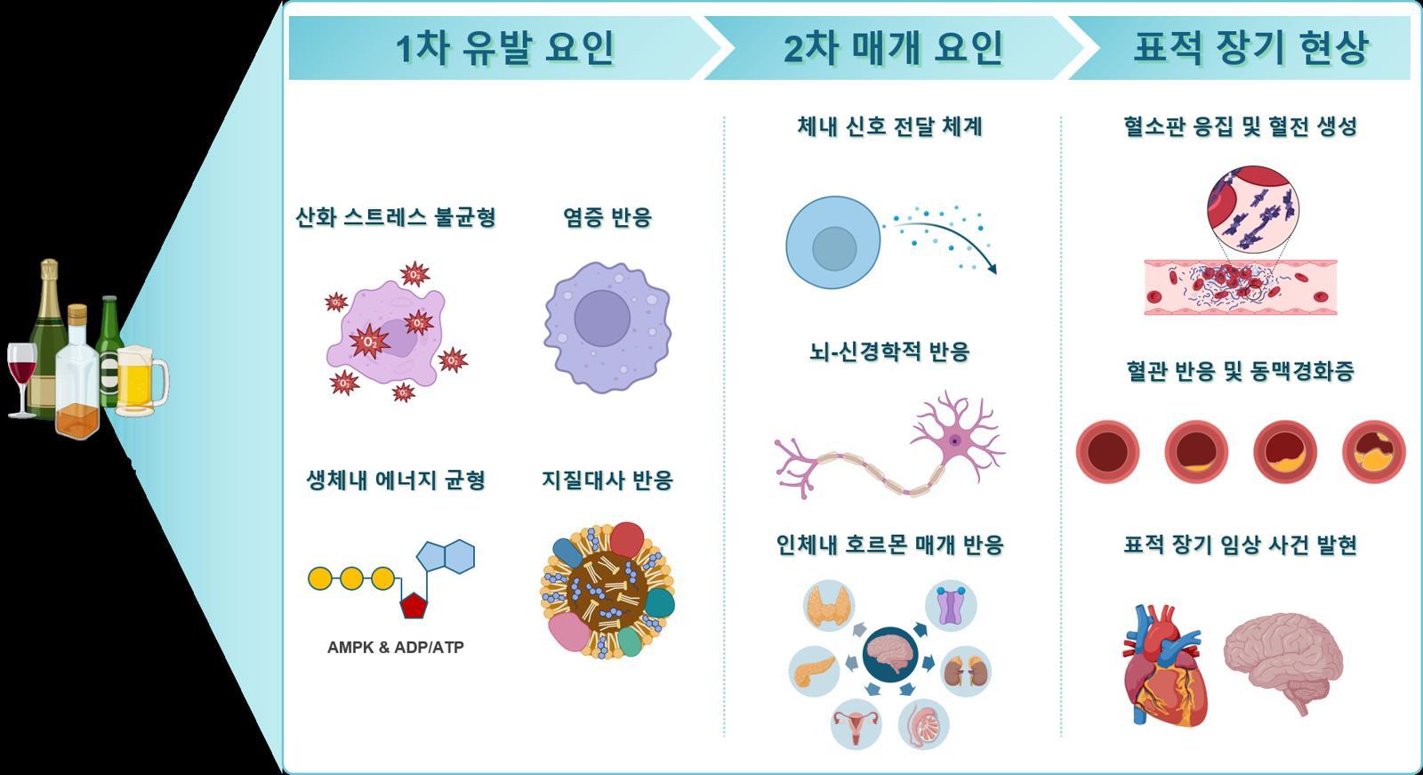 술과 심장 박동 이상(부정맥)의 관계 이미지