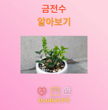 금전수 꽃말 및 탐구