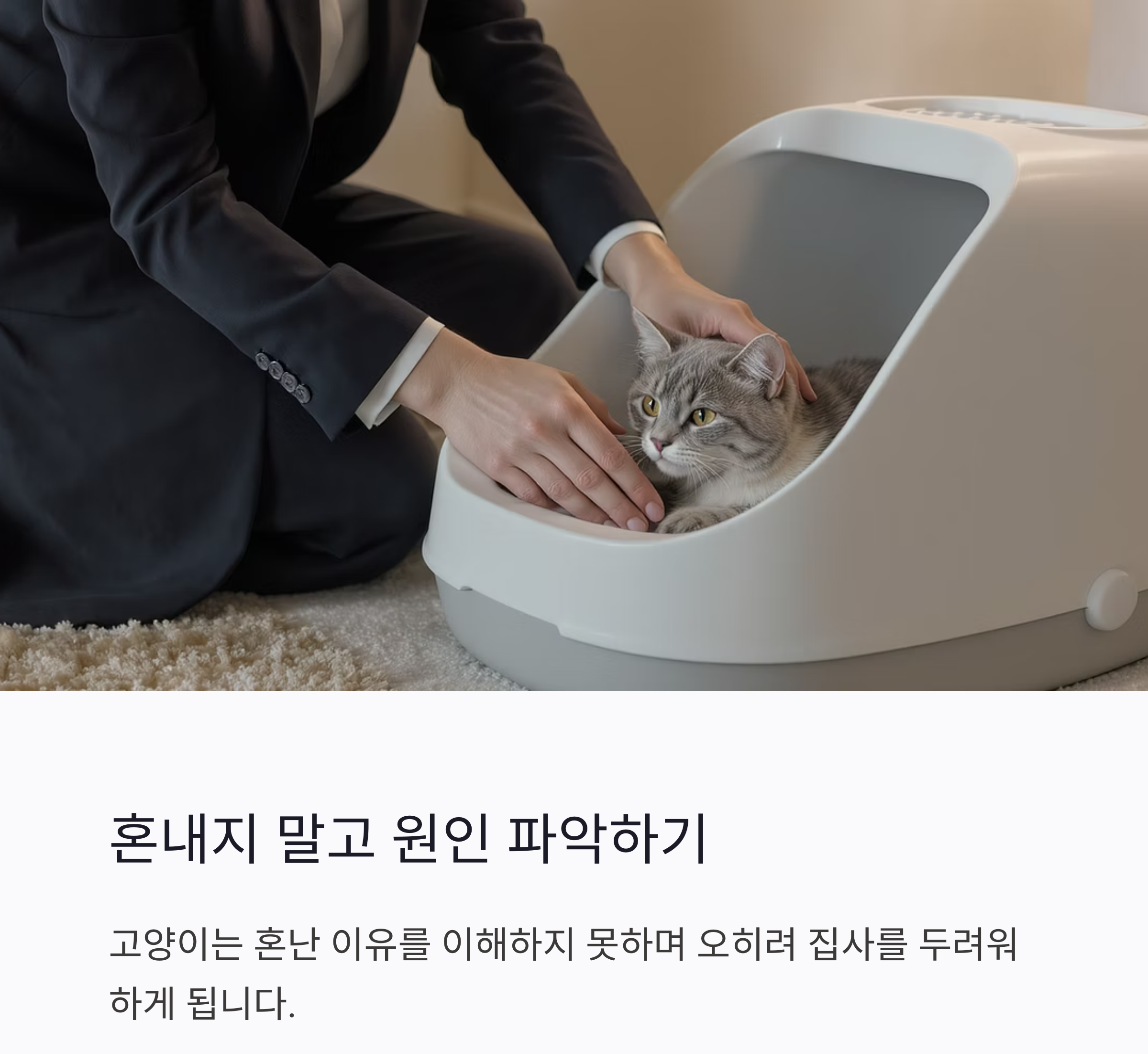 고양이의 화장실 문제, 원인부터 해결까지 한 번에 정리