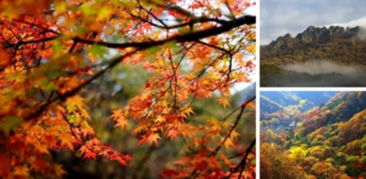 내장산 케이블카