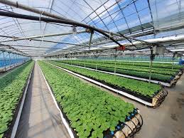 제8회 금산깻잎 화합 한마당 기본일정과 특징 소개 홍진영 출연