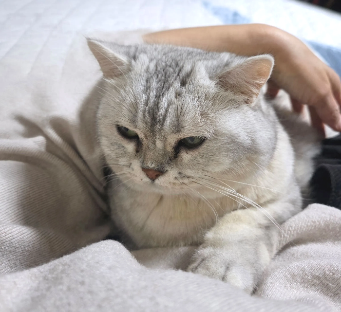 고양이 구토 빈도가 높은 이유와 환경적 원인