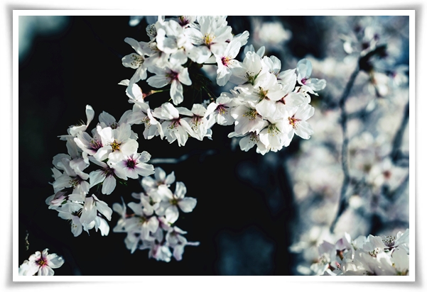 "벚꽃" 희망과 새로운 시작의 상징 봄의 전령사!