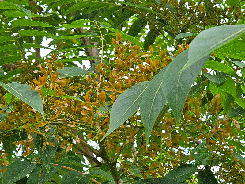 가죽나무 열매2