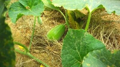 참외-작형별-재배시기-조숙재배-파종시기-수확시기