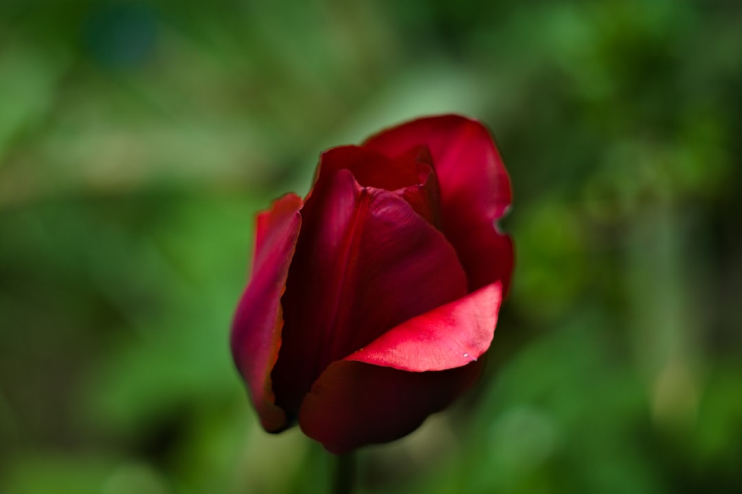 Rose.