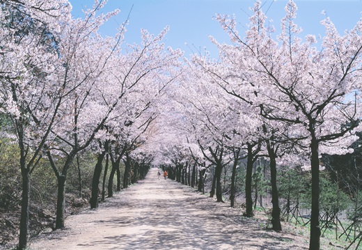 여의도 벚꽃축제