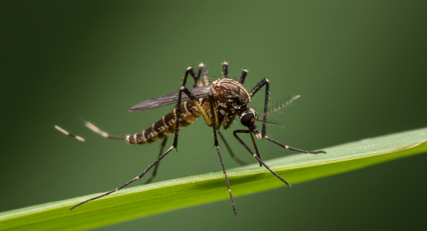 일본뇌염 매개모기(작은빨간집모기)