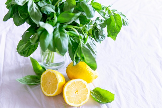 향긋한 식용 허브 "바질 기르기" 파종/물주기/순지르기/특성/활용 레시피