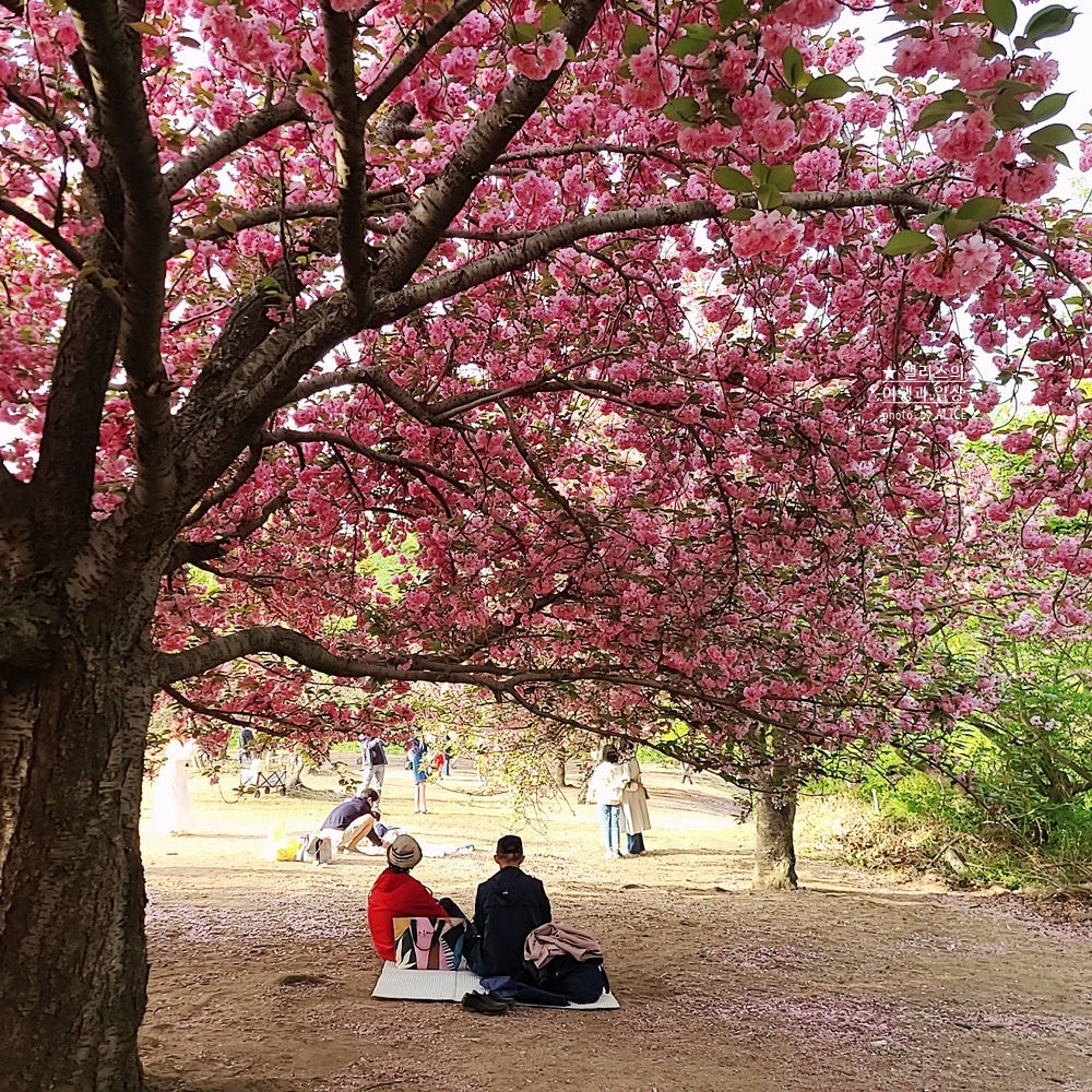 경주 불국사 겹벚꽃 위치, 명소 왕벚꽃 개화시기 (지금 만개), 주차정보