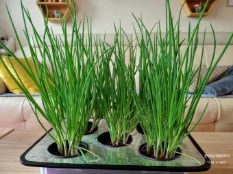 쪽파 재배 분구 관리 유기 자재 활용 친환경 방제_10