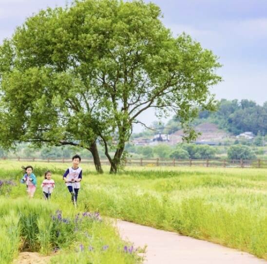 칠서 청보리 작약 축제