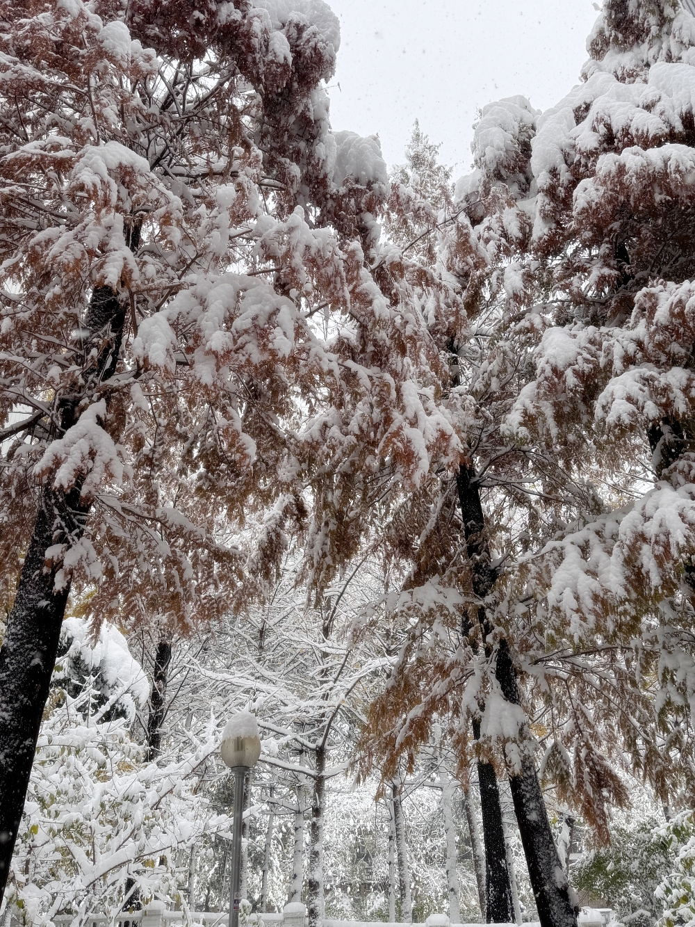 폭설로 나무위에 눈에 하얗게 쌓여 있다