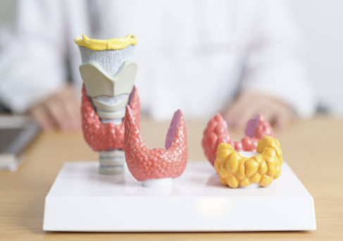 갑상선 기능저하증 증상 좋은 음식 수치 등 알아보기 (24년 Ver)