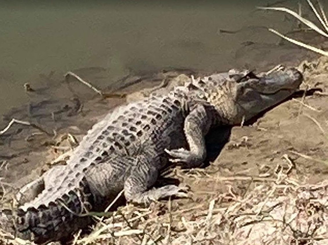 루이지에나에서 다니던 회사에서 만난 악어