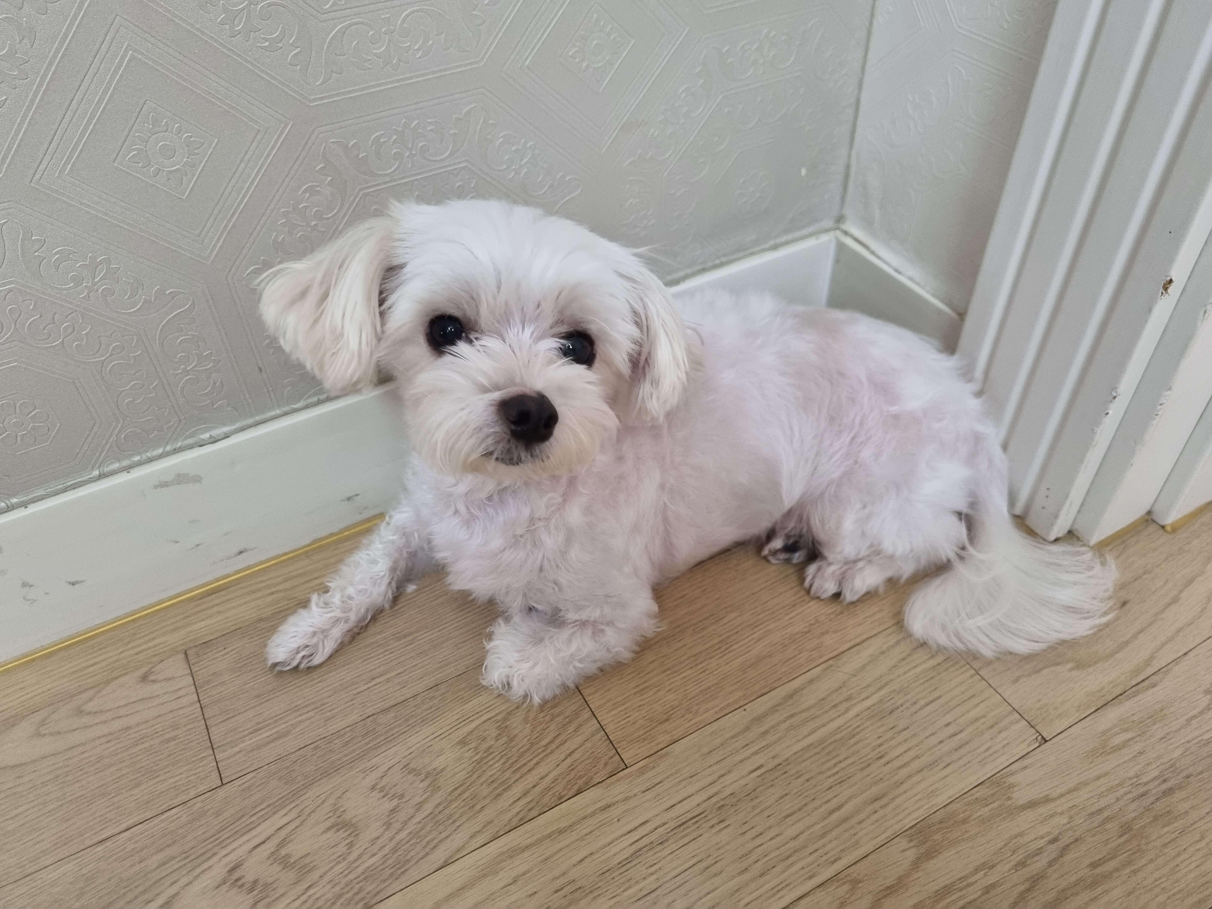 말티즈 분양가격