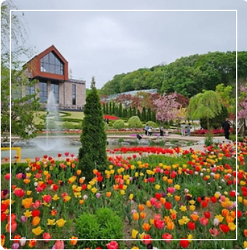 용인 자작나무숲 봄꽃축제 이미지 출처: 용인 자작나무숲