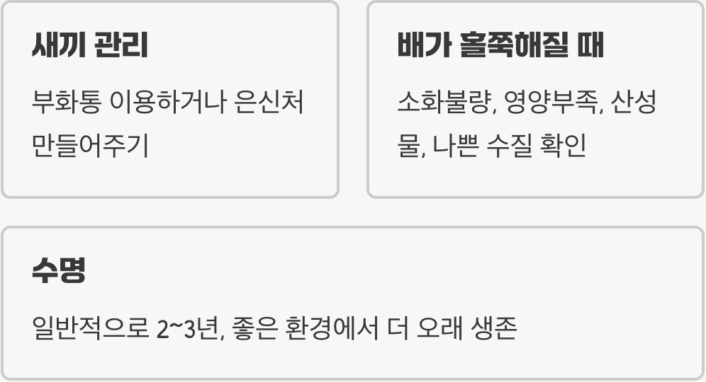 풍선몰리 키우기 A to Z (어항, 먹이, 수질 관리)