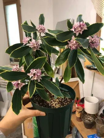 천리향 키우기와 향을 오래 유지하는 방법_6