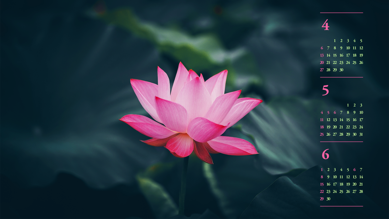 10 활짝 핀 연꽃 클로즈업 B - 2025년5월 노트북배경화면