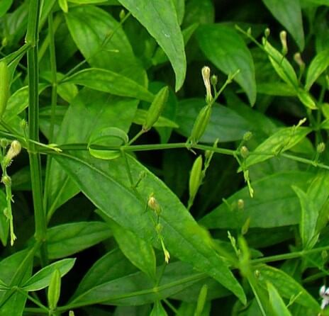 천심련 효능 6가지 및 부작용에 대해서 알아봤습니다. 천심련은 인도에서 수세기 동안 전통적으로 사용되어온 식물로, 최근에는 다양한 건강상의 이점이 인정되어 주목받고 있습니다. 이제는 전 세계적으로 인기 있는 건강식품으로 자리 잡았습니다. 이 글에서는 천심련의 다양한 효능과 함께 섭취할 때 주의할 점 등을 자세히 살펴보겠습니다.