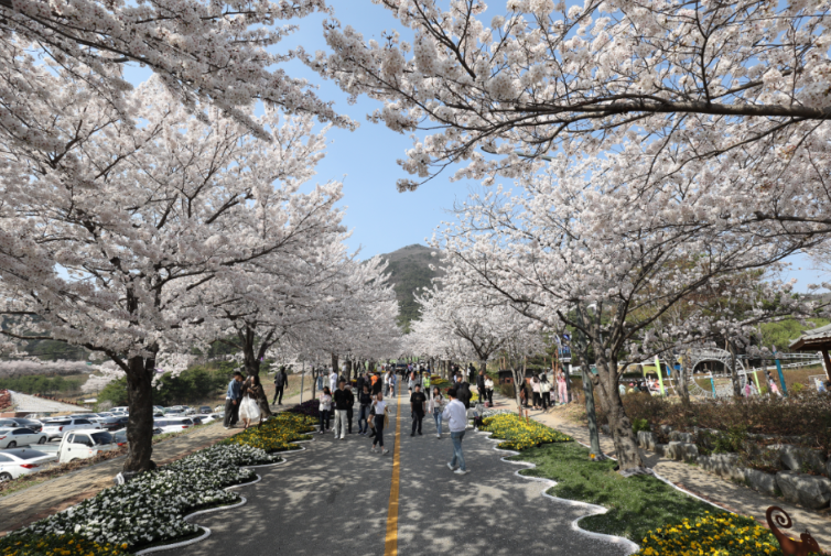 고창 벚꽃 축제! 기다렸나, 봄~ 핑크빛 설렘 가득한 여행