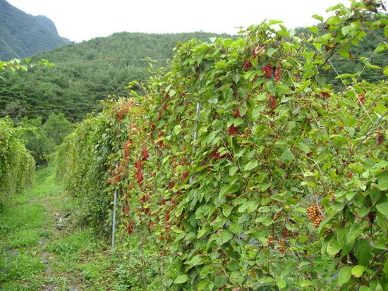 오미자 재배 차광 관리 덩굴 유인 병해 예방_4