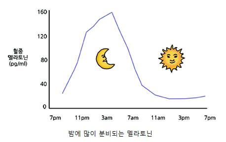 멜라토닌 1mg 3mg 5mg 10mg