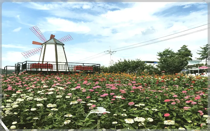 평창 백일홍 축제_9