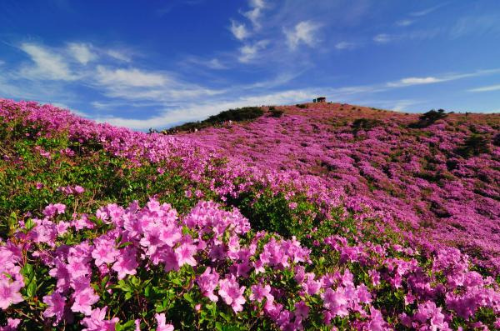 봄 산행 추천! 전국 철쭉 명소 BEST 5, 황매산·일림산·바래봉·불암산
