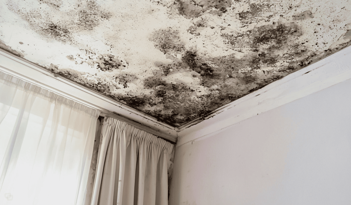 곰팡이_냄새_없애는_법_28