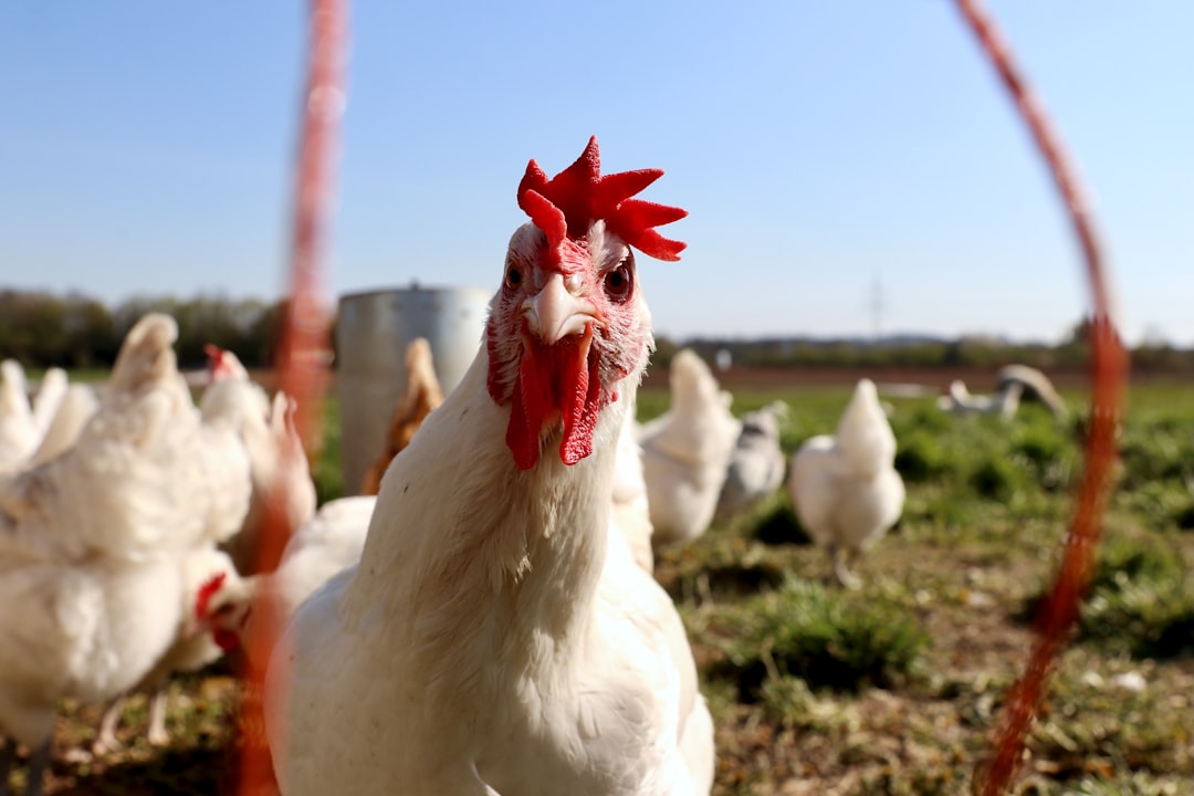Chicken