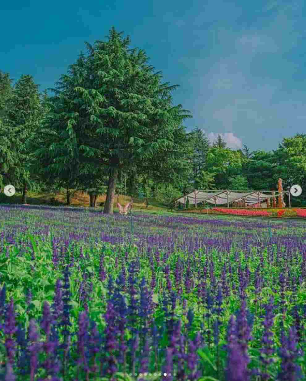 이월드 퍼플 아일랜드