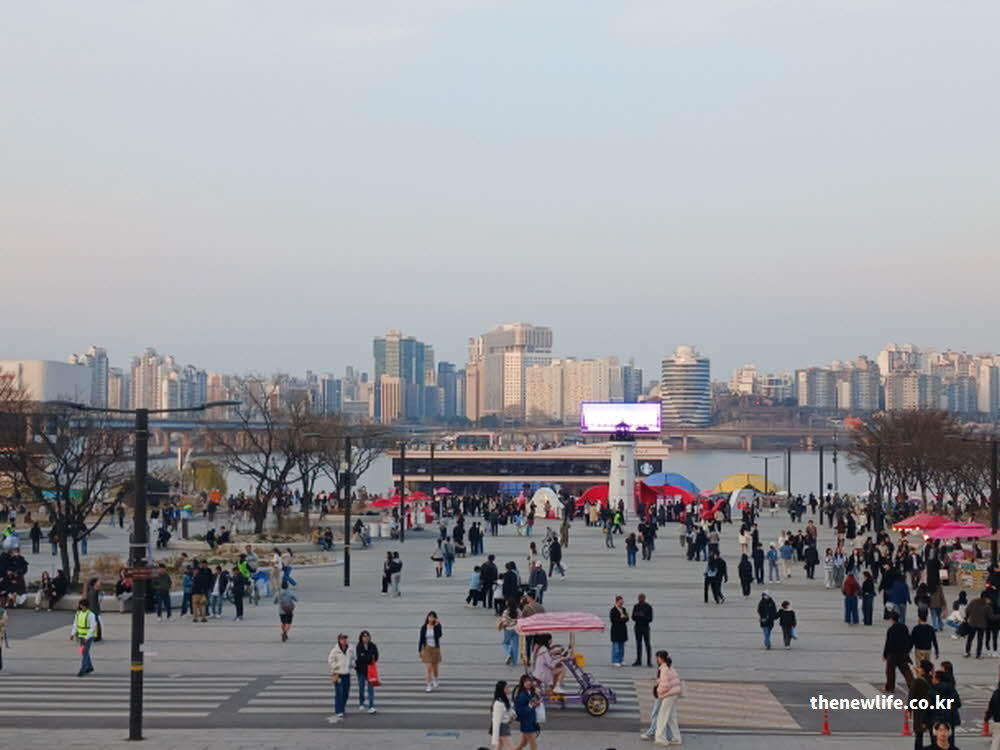 2026년 서울 여의도 벚꽃 사진