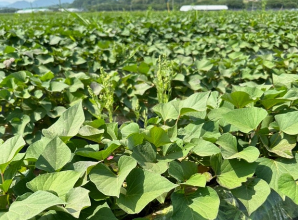 고구마 재배방법