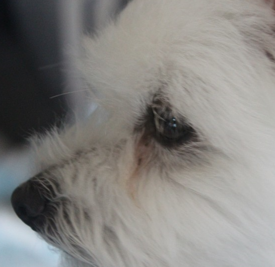 우리 강아지 눈곱, 괜찮은 걸까? 색깔로 알아보는 건강 적신호!